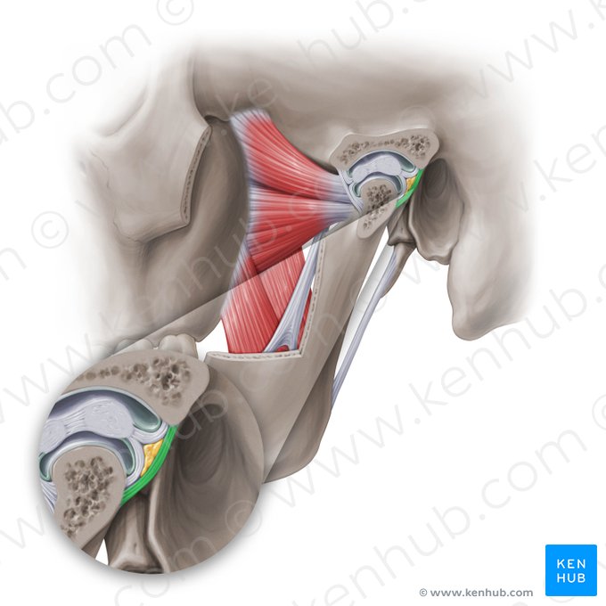 Cápsula articular posterior da articulação temporomandibular (Capsula articularis posterior articulationis temporomandibularis); Imagem: Paul Kim