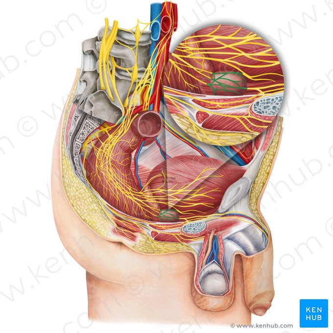 Plexo prostático (Plexus prostaticus); Imagem: Irina Münstermann