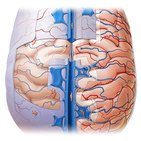 Arachnoid mater