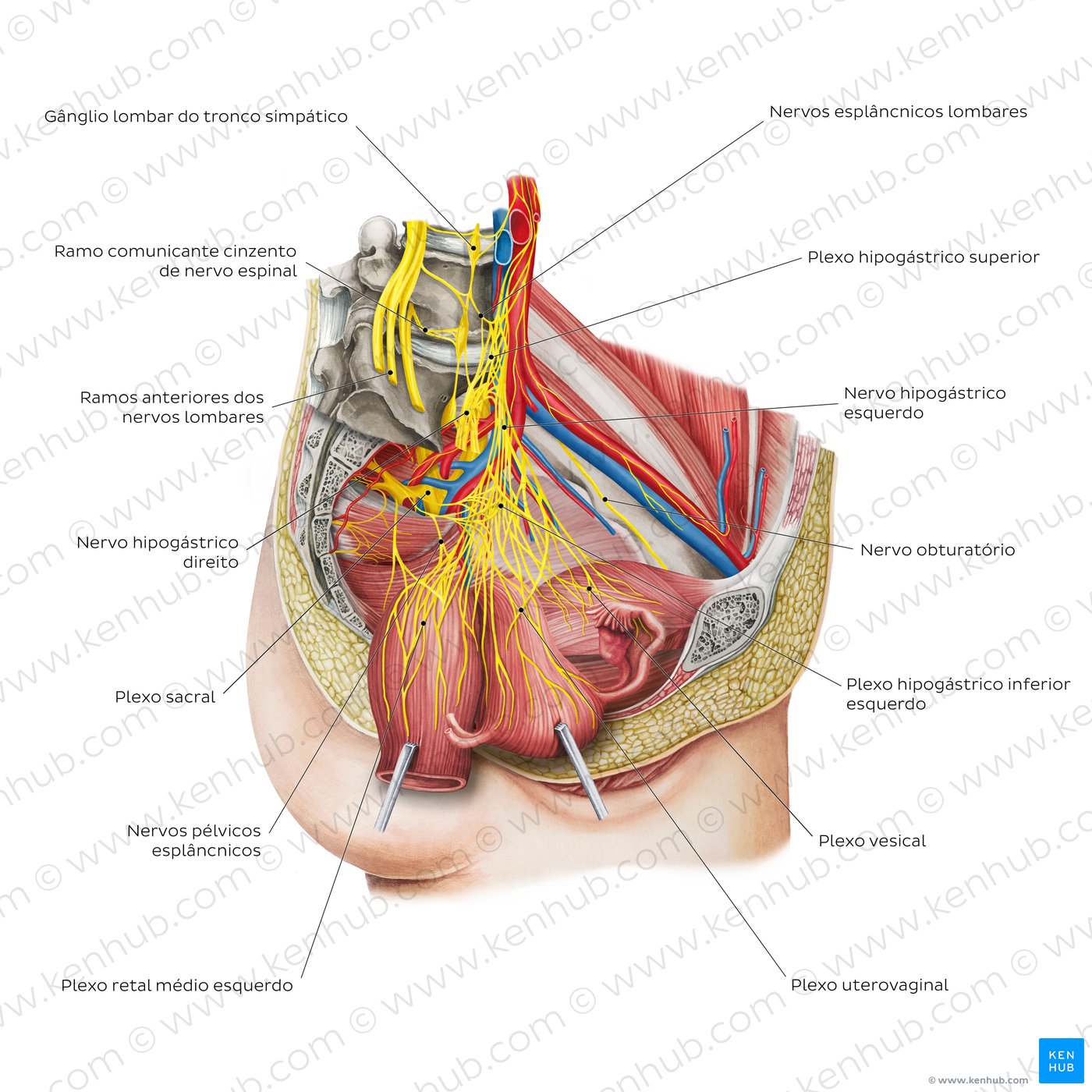 Nerves of the female pelvis (overview diagram)