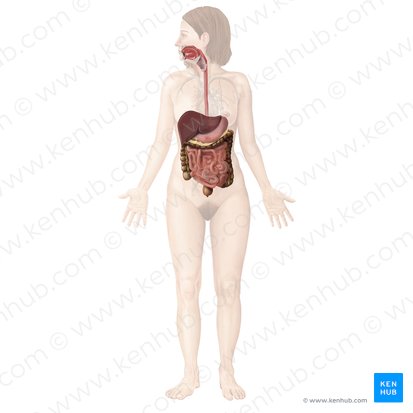 Sistema digestivo (Digestive system); Imagem: Begoña Rodriguez
