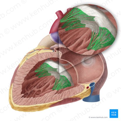 Cuerdas tendinosas de la valva atrioventricular izquierda (Chordae tendineae valvae atrioventricularis sinistrae); Imagen: Yousun Koh