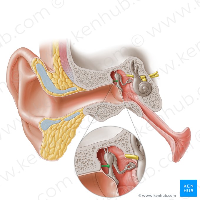 Ligamentum laterale mallei (Seitliches Hammerband); Bild: Paul Kim