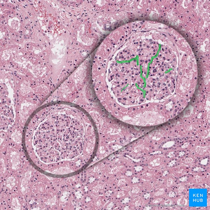 Endotelio glomerular fenestrado (Endothelium fenestratum glomerulare); Imagen: 