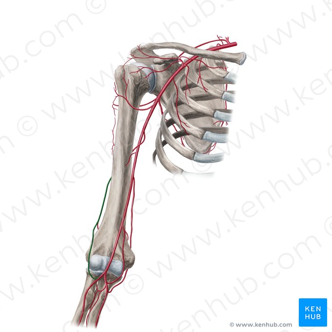 Artéria colateral radial (Arteria collateralis radialis); Imagem: Yousun Koh