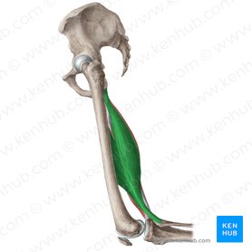Músculo bíceps femoral (Musculus biceps femoris); Imagem: Liene Znotina