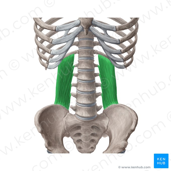 Músculo quadrado lombar (Musculus quadratus lumborum); Imagem: Yousun Koh