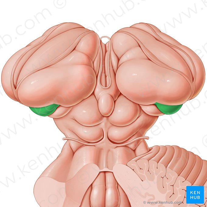 Corpo geniculado lateral (Corpus geniculatum laterale); Imagem: Paul Kim