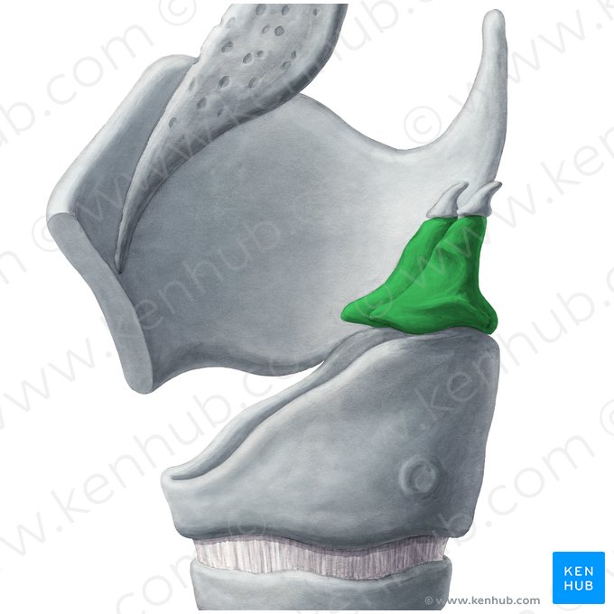 Cartílago aritenoides (Cartilago arytenoidea); Imagen: Yousun Koh