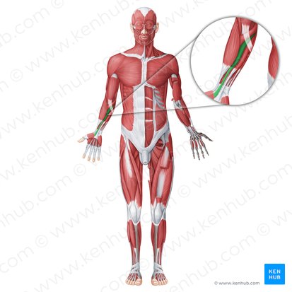 Músculo flexor radial do carpo (Musculus flexor carpi radialis); Imagem: Irina Münstermann
