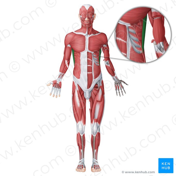 Latissimus dorsi muscle (Musculus latissimus dorsi); Image: Irina Münstermann