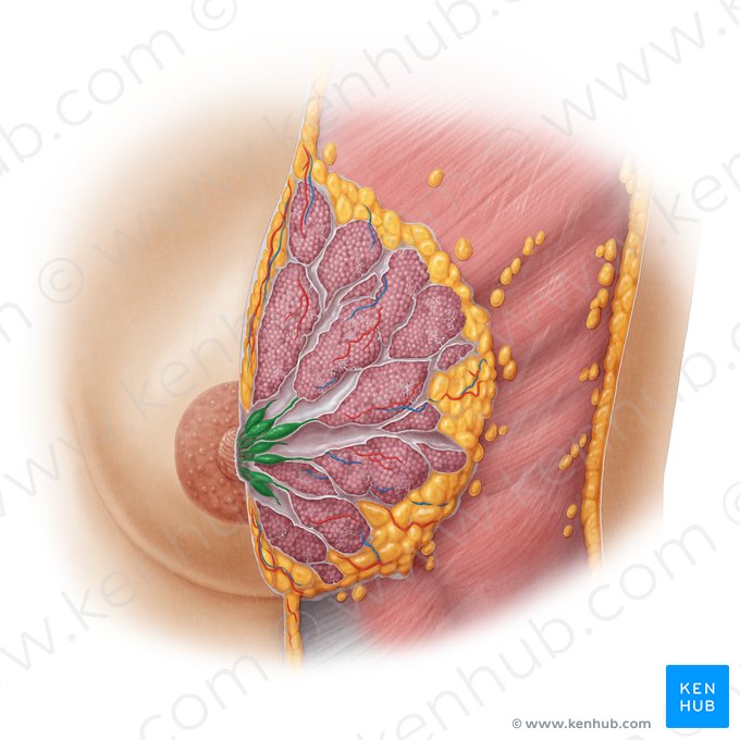 Ducto lactífero (Ductus lactiferi); Imagem: Samantha Zimmerman