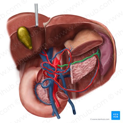 Artéria esplênica (Arteria splenica); Imagem: Begoña Rodriguez