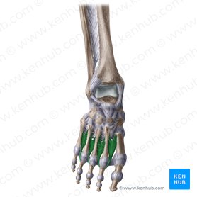 Músculos interóseos dorsales del pie (Musculi interossei dorsales pedis); Imagen: Liene Znotina