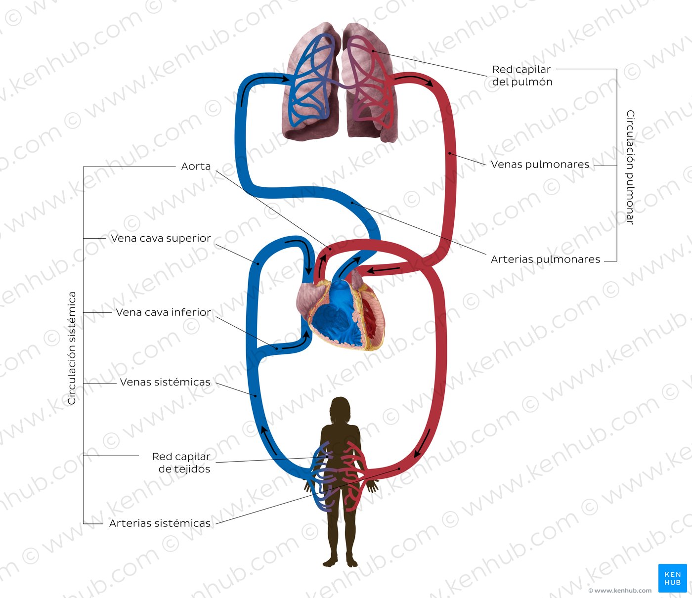 Sistema Circulatorio Estructura Función Partes Kenhub