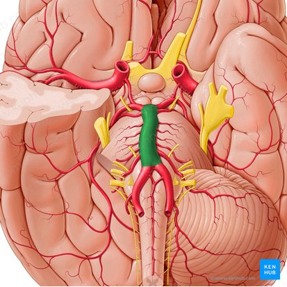 Artéria basilar (Arteria basilaris); Imagem: Paul Kim
