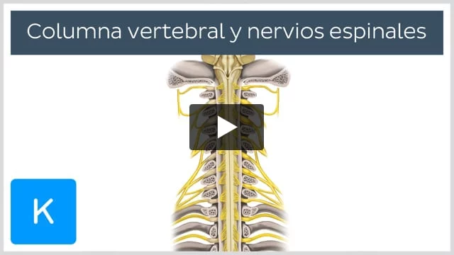 Anatomía posterior de la columna vertebral: MedlinePlus enciclopedia médica  illustración