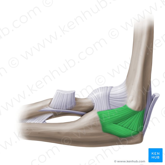 Ligamento colateral ulnar de la articulación del codo (Ligamentum collaterale ulnare cubiti); Imagen: Paul Kim