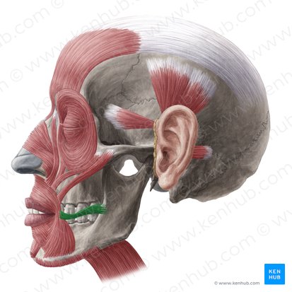 Músculo risorio (Musculus risorius); Imagen: Yousun Koh