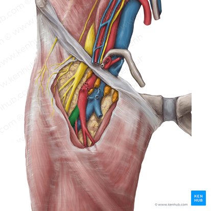 Deep femoral artery (Arteria profunda femoris); Image: Hannah Ely