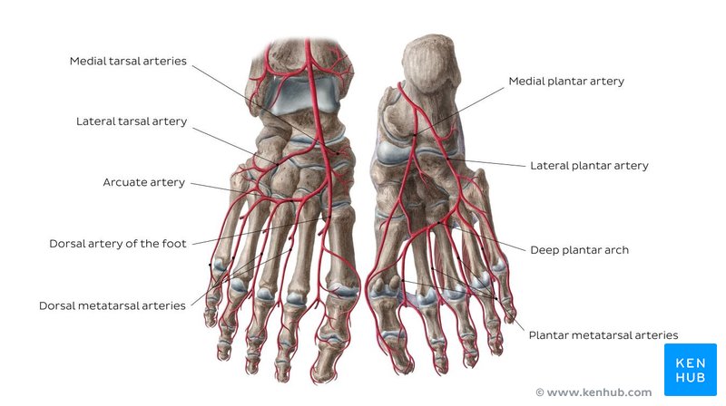 Arteries of the foot (superior and inferior views)