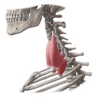 Musculi scaleni