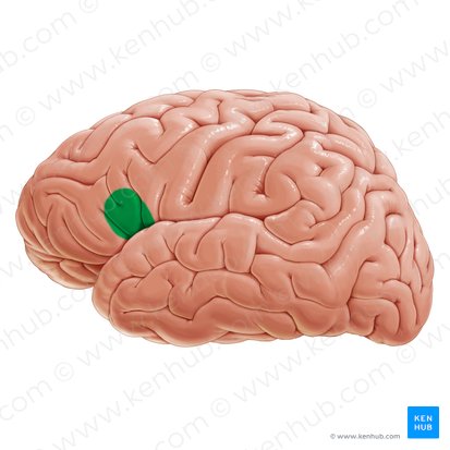 Área de Broca (Area Broca); Imagen: Paul Kim