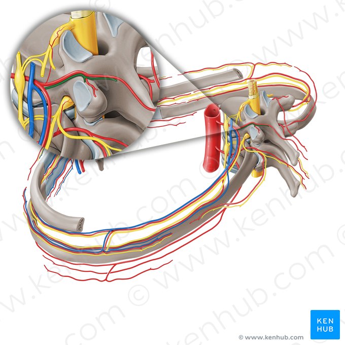 Dorsal branch of posterior intercostal vein (Ramus dorsalis venae intercostalis posterioris); Image: Paul Kim