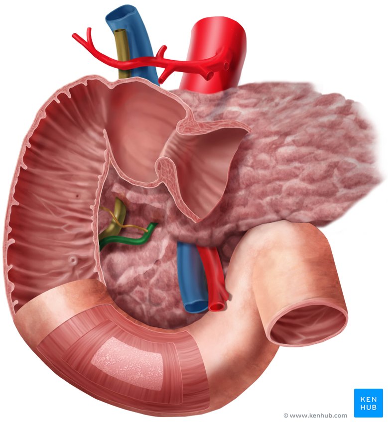 Pancreatic duct - ventral view