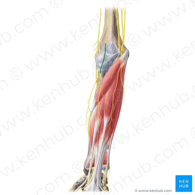 Nervo cutâneo lateral do antebraço (Nervus cutaneus lateralis antebrachii); Imagem: Yousun Koh