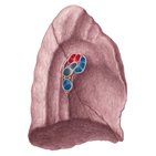 Pulmones (Anatomía)