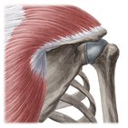 Introduction to the muscular system