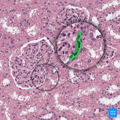 Arteriola glomerularis efferens corpusculi renalis (Efferente Arteriole des Nierenkörperchens); Bild: 
