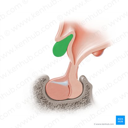 Optic chiasm (Chiasma opticum); Image: Paul Kim