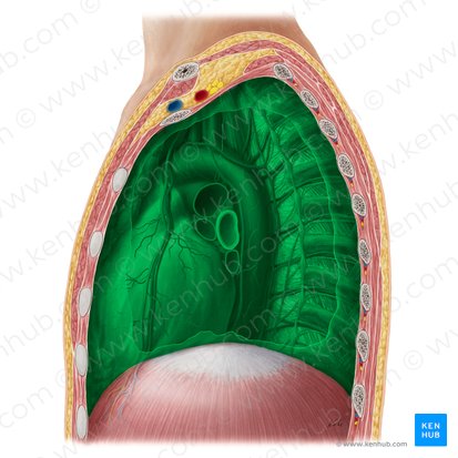 Médiastin (Mediastinum); Image : Yousun Koh