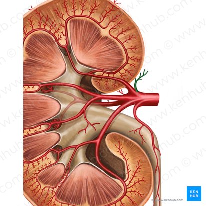 Arteria suprarenalis inferior (Untere Nebennierenarterie); Bild: Irina Münstermann