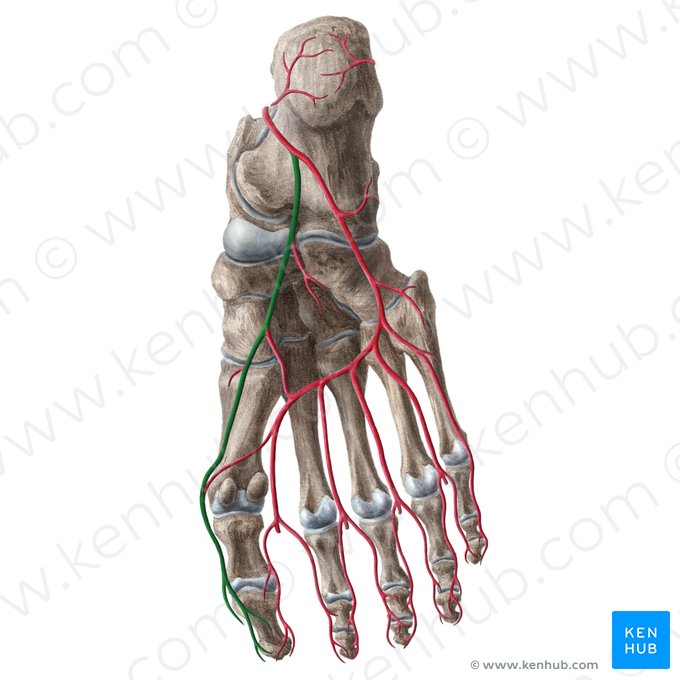 Artéria plantar medial (Arteria plantaris medialis); Imagem: Liene Znotina