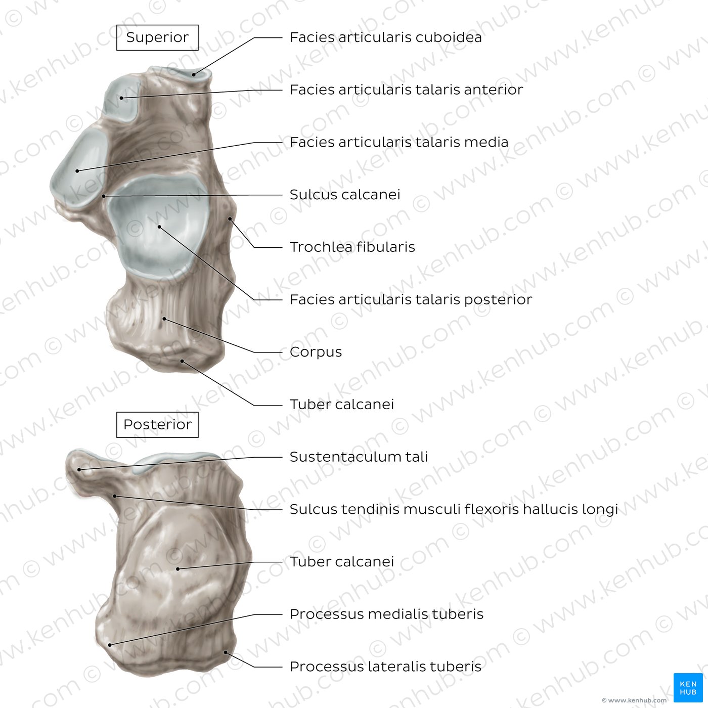 Calcaneus (Superiore und posteriore Ansicht)