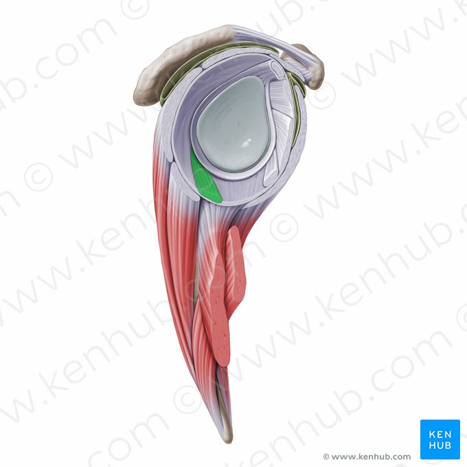 Banda posterior do ligamento glenoumeral inferior (Fasciculus posterior ligamenti glenohumeralis inferioris); Imagem: Paul Kim