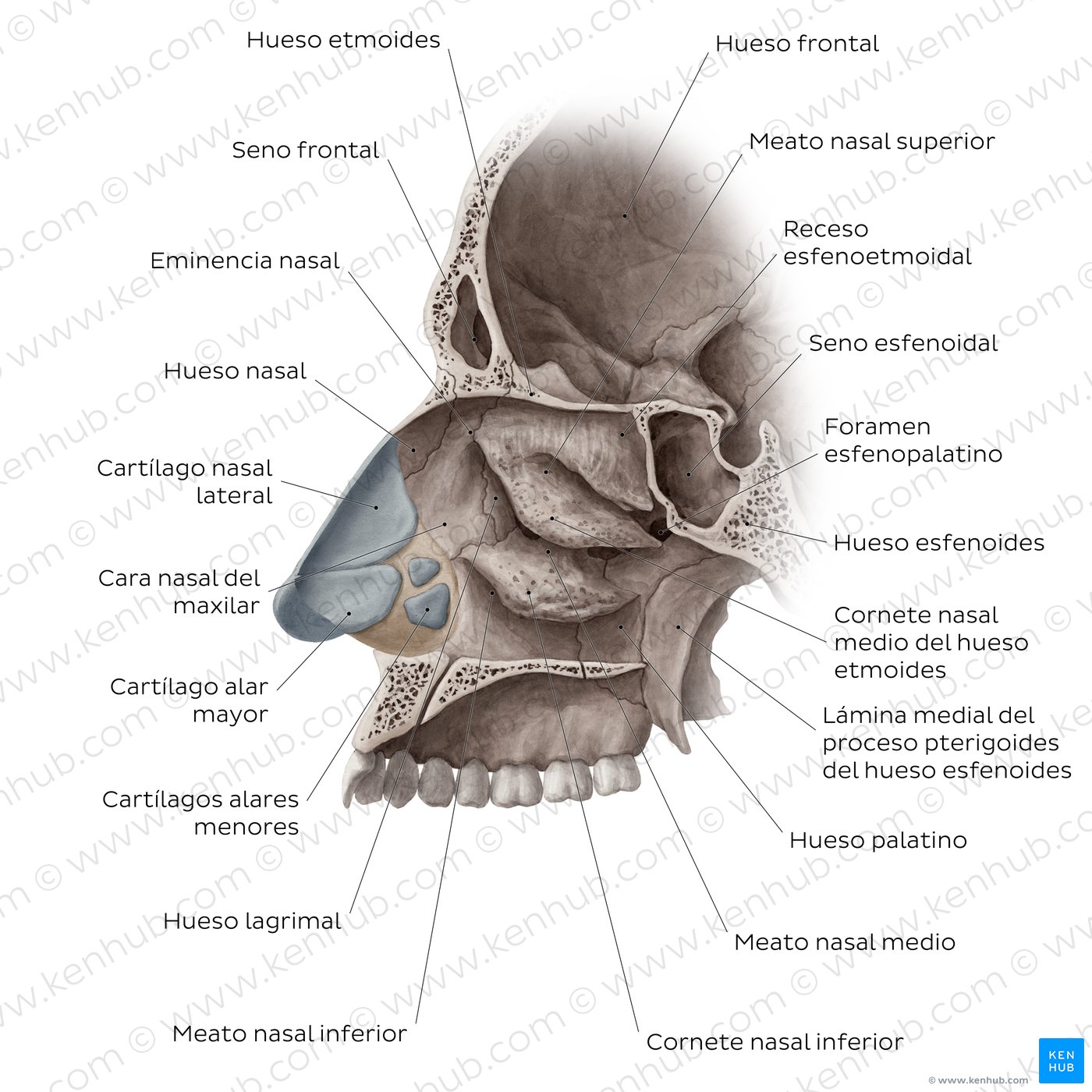 hueso cornete inferior