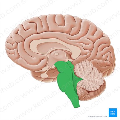 Brainstem (Truncus encephali); Image: Paul Kim