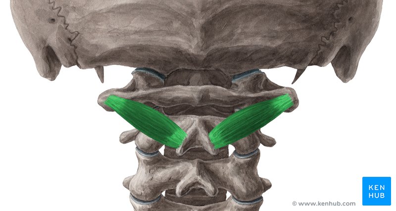 Obliquus capitis inferior muscle - dorsal view
