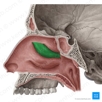 Concha nasal média (Concha media nasi ossis ethmoidalis); Imagem: Yousun Koh