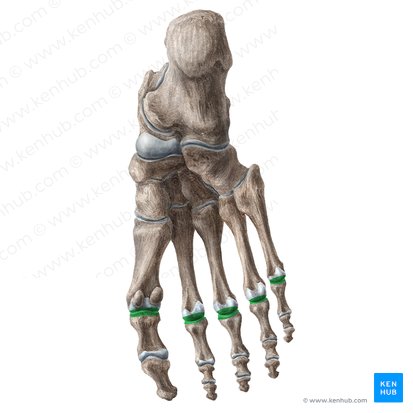 Articulaciones metatarsofalángicas (Articulationes metatarsophalangeae); Imagen: Liene Znotina