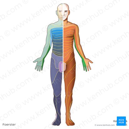Dermatome C8 (Dermatoma C8); Image : Irina Münstermann