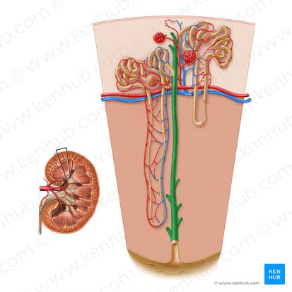 Collecting duct of renal tubule (Ductus colligens tubuli renalis); Image: Paul Kim