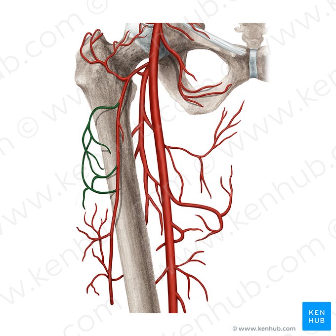 Ramos transverso da artéria circunflexa femoral lateral (Ramus transversus arteriae circumflexae lateralis femoris); Imagem: Rebecca Betts