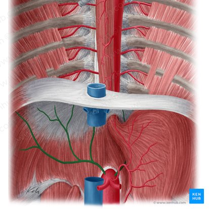 Inferior phrenic artery (Arteria phrenica inferior); Image: Yousun Koh