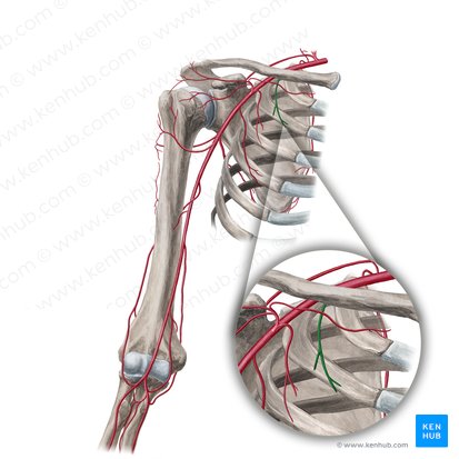Arteria torácica superior (Arteria thoracica superior); Imagen: Yousun Koh