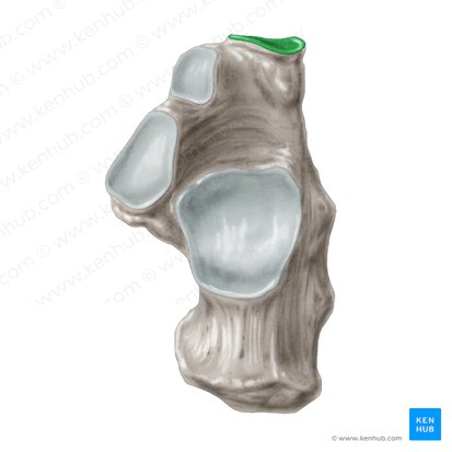 Carilla articular para el cuboides del calcáneo (Facies articularis cuboidea calcanei); Imagen: Samantha Zimmerman